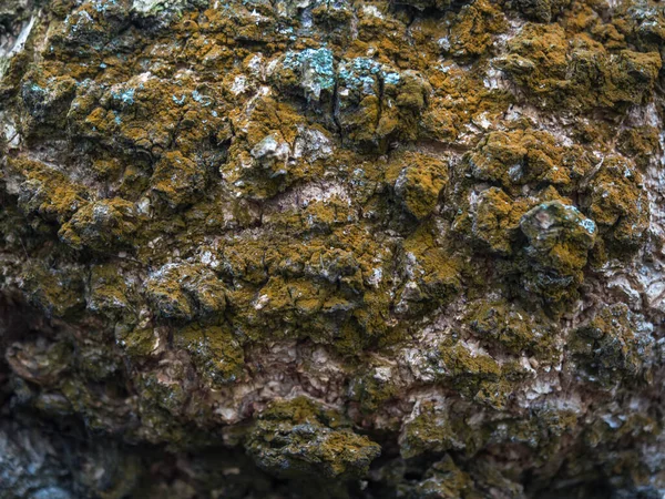Pozadí Kůra Stromu Částečně Pokrytá Hnědým Mechem — Stock fotografie
