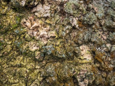 Geçmişi. Bir ağacın kabuğu kısmen kahverengi yosunlarla kaplı..