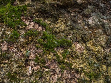 Geçmişi. Bir ağacın kabuğu kısmen yeşil yosunlarla kaplı..