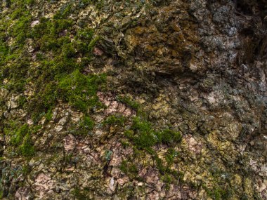 Geçmişi. Bir ağacın kabuğu kısmen yeşil yosunlarla kaplı..