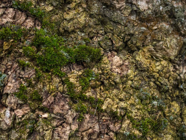 Pozadí Kůra Stromu Pokrytá Částečně Zeleným Mechem — Stock fotografie