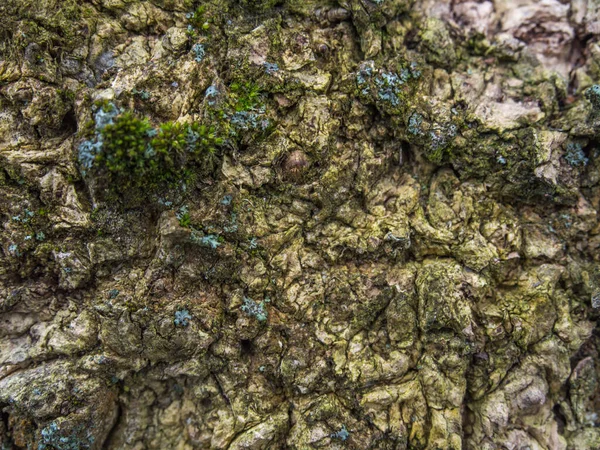 Contexto Casca Uma Árvore Coberta Parte Com Musgo Marrom — Fotografia de Stock