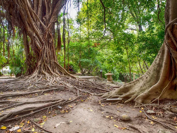 Riesige Bäume Mit Wurzeln Krabbeln Auf Dem Boden Einem Stadtpark — Stockfoto