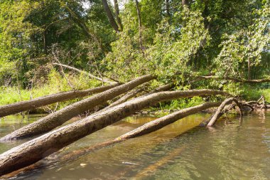 Suya yansıyan ağaçlar. Dobrzyca Nehri