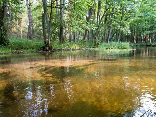 Arbres Réfléchissant Dans Une Eau Rivière Dobrzyca — Photo