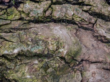 Geçmişi. Görünür büyük çatlakları ve yosunları olan ağaç kabuğu.