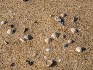 Geçmişi. Baltık Denizi kıyısındaki kumlu sahilde küçük deniz kabukları