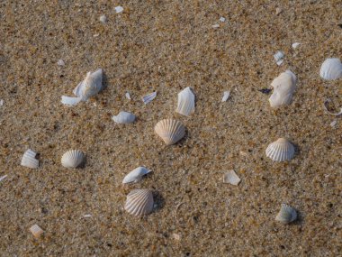 Geçmişi. Baltık Denizi kıyısındaki kumlu sahilde küçük deniz kabukları
