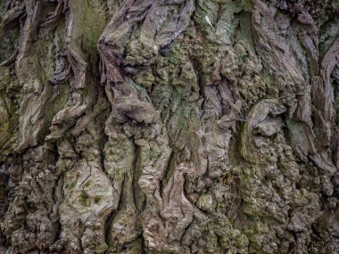 Geçmişi. Görünür büyük çatlakları ve yosunları olan ağaç kabuğu.