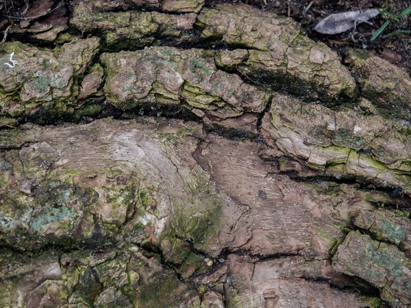 Antecedentes Corteza Árbol Con Grandes Grietas Visibles Algas — Foto de Stock