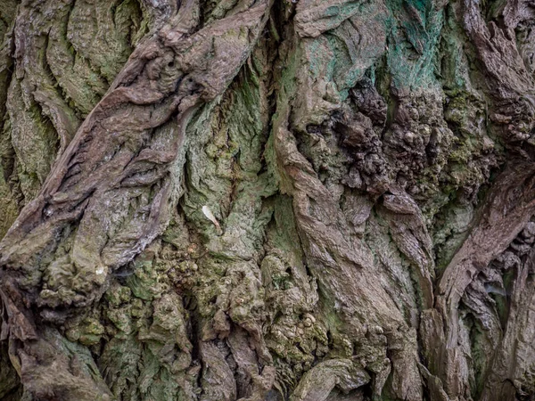 Bakgrund Bark Ett Träd Med Synliga Stora Sprickor Och Alger — Stockfoto