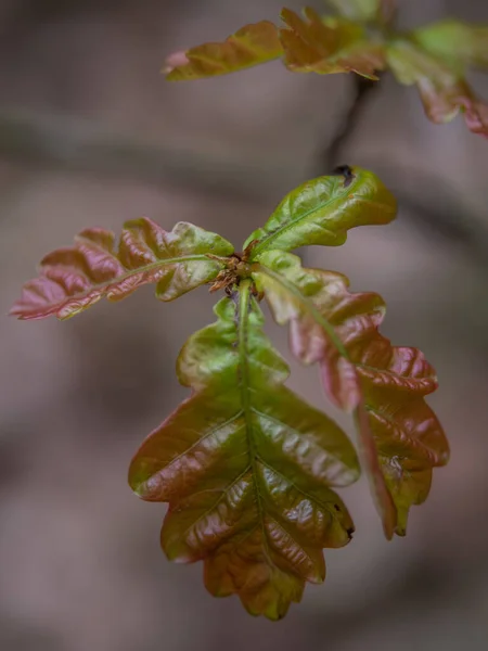 Beautiful Young Oak Leaf Bursting Forth Spring — Stock Photo, Image