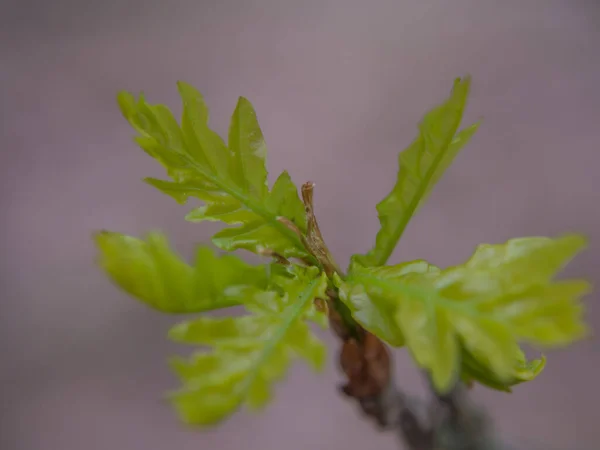 Beautiful Young Oak Leaf Bursting Forth Spring — Stock Photo, Image