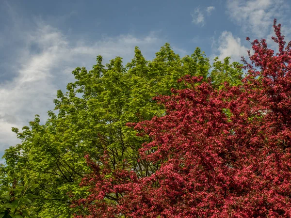 Crabapple Tree Sow Thistlein Park Spring Poland — Stock Photo, Image