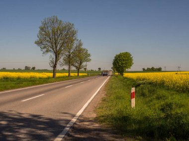 Kolza tohumu ve asfalt yolu tarlası