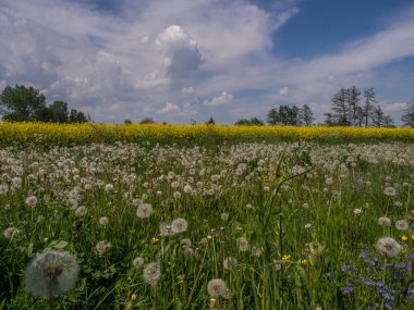 Mavi gökyüzünün arka planında Polonya ırz düşmanı ve devedikeni tarlası