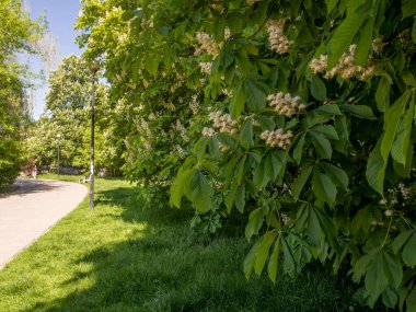 Varşova 'daki Morskie Oko Parkı' nda (Sea Eye Park) çiçek açan kestane ağaçları