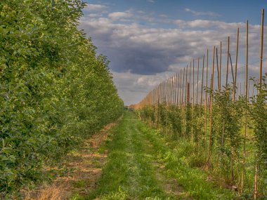 Yaz mevsiminde meyve bahçesinde bir sıra genç meyve ağacı..