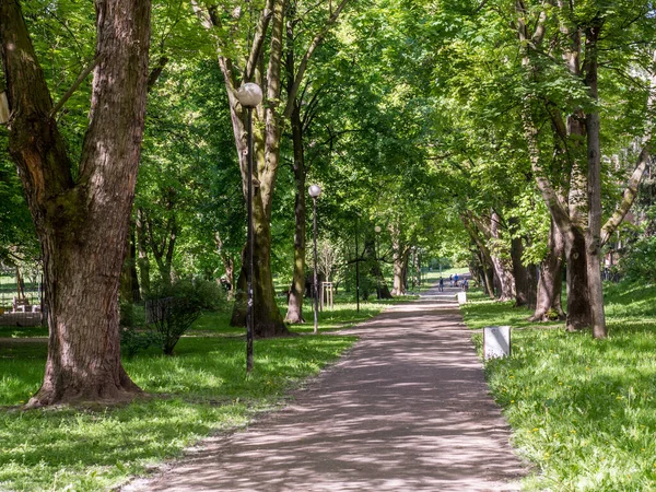 Flowering Chestnut Trees Morskie Oko Park Sea Eye Park Warsaw — Stock Photo, Image