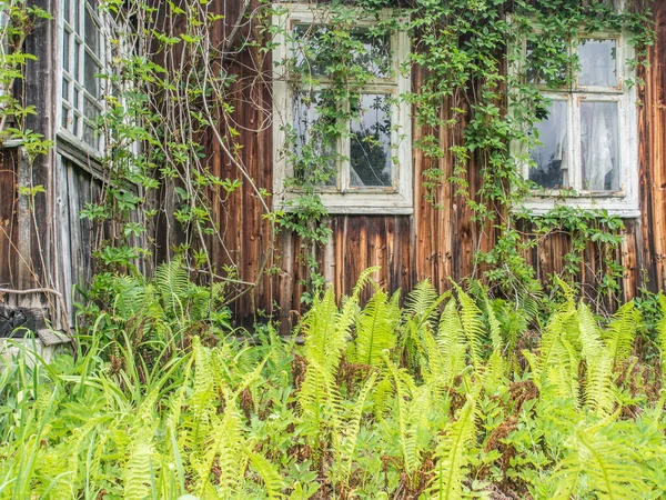 Vila Polônia Maio 2017 Abandonada Tampa Casa Madeira Com Hera — Fotografia de Stock