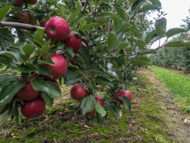 Bol miktarda kırmızı, sulu elmayla dolu bir meyve bahçesi.