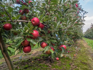 Bol miktarda kırmızı, sulu elmayla dolu bir meyve bahçesi.