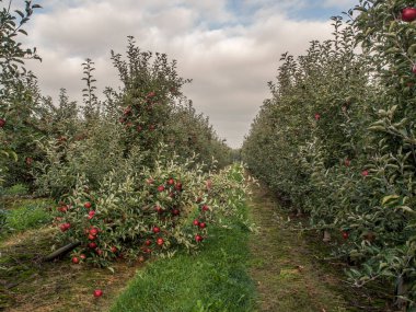 Bol miktarda kırmızı, sulu elmayla dolu bir meyve bahçesi.