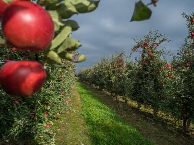Bol miktarda kırmızı, sulu elmayla dolu bir meyve bahçesi.