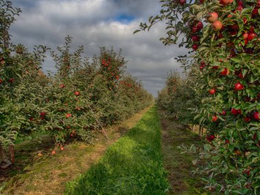 Bol miktarda kırmızı, sulu elmayla dolu bir meyve bahçesi.