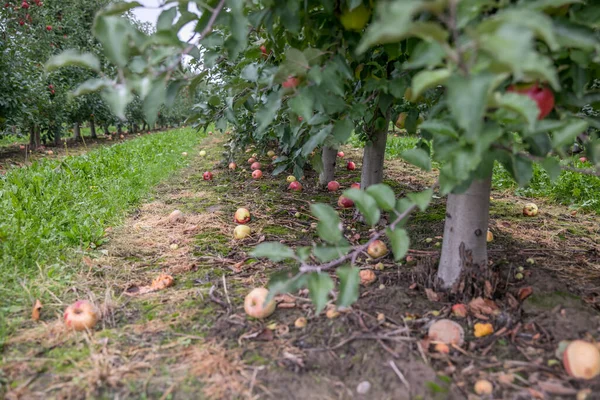 Bol miktarda kırmızı, sulu elmayla dolu bir meyve bahçesi.
