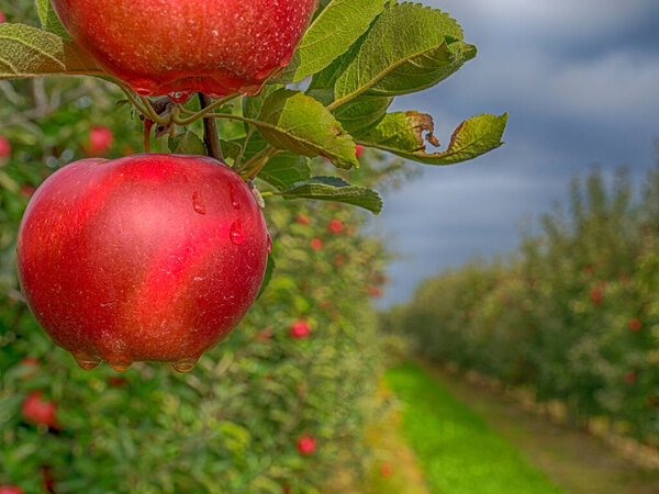 Фруктовый сад с большим количеством большого красного, сочного яблока в солнечном свете