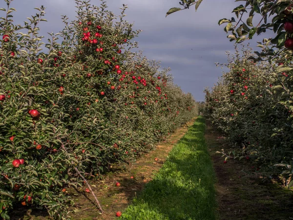 Bol miktarda kırmızı, sulu elmayla dolu bir meyve bahçesi.