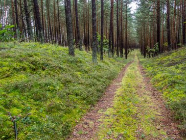 Yaprak döken bir ormanda köy yolu.