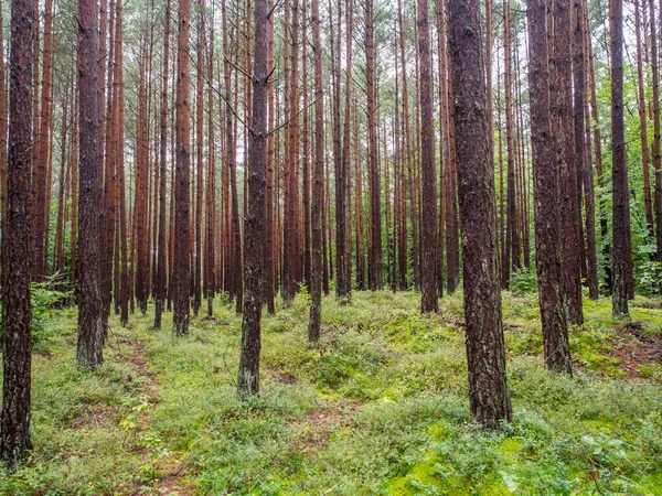 Vacker Lövskog Precis Bakom Sanddyner Vid Polens Kust — Stockfoto