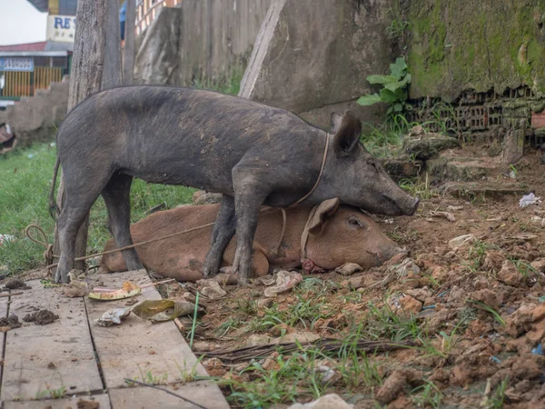 아마존 항구에 돼지들 — 스톡 사진