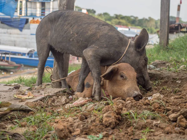 Caballococha Peru Aralık 2017 Amazon Nehri Limanındaki Bir Kargo Teknesinin — Stok fotoğraf