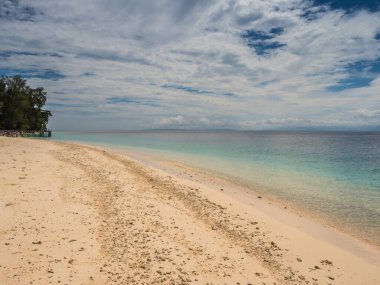 Seram Adası, Maluku, Endonezya, Pelau Sau, Sau 'u, Banda Denizi, Asya yakınlarındaki yedi adanın birinde bulunan güzel tropikal plajdaki ağaç.
