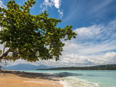 Seram Adası, Maluku, Endonezya, Pelau Sau, Sau 'u, Banda Denizi, Asya yakınlarındaki yedi adanın birinde bulunan güzel tropikal plajdaki ağaç.
