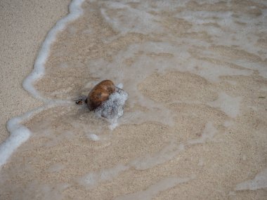 Kumda balık zehri ağacı, asiatika, deniz zehri ağacı, Hint meşesi, Barringtonia racemosa Roxb, Gece Çiçeği yasemin, Gece yasemini, Seram Adası, Endonezya, Asya