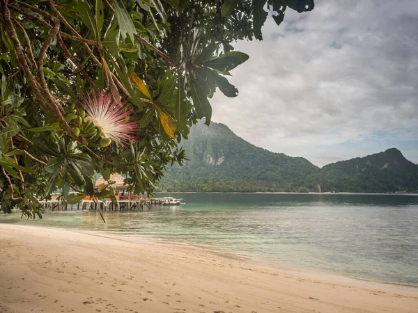 Arkadaki kumsalda ve dağda, Balık Zehri Ağacı 'nın Çiçeği. Sea Poison Tree, Indian Oak, Barringtonia racemosa Roxb, Barringtonia asiatica, Night Blooming Jasmine, Night Jasmine, Seram Island, Endonezya, Asya