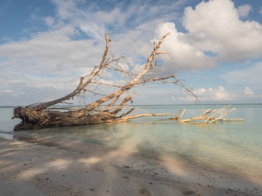 Venu Adası, Pulau Venu, Kaimana, Batı Papua, Endonezya yakınlarındaki tropik sahildeki kuru ağaç.
