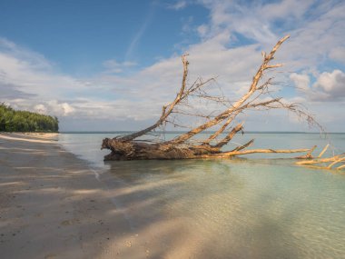 Venu Adası, Pulau Venu, Kaimana, Batı Papua, Endonezya yakınlarındaki tropik sahildeki kuru ağaç.