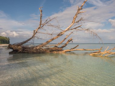 Venu Adası, Pulau Venu, Kaimana, Batı Papua, Endonezya yakınlarındaki tropik sahildeki kuru ağaç.