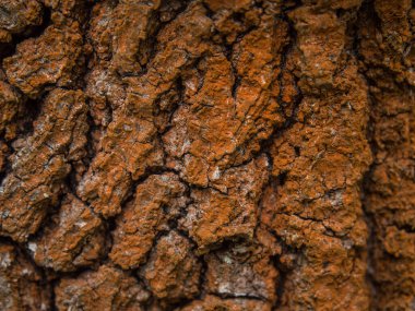 Geçmişi. Görünür büyük çatlakları ve kahverengi yosunları olan ağaç kabuğu.