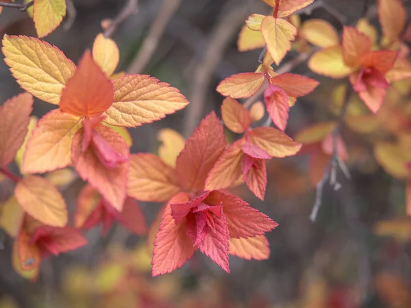 Spring Young Leaves Bush — Stock Photo, Image