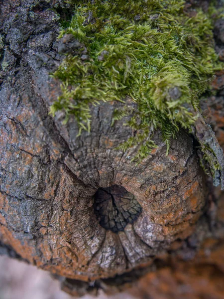Background Bark Tree Knot Algae —  Fotos de Stock