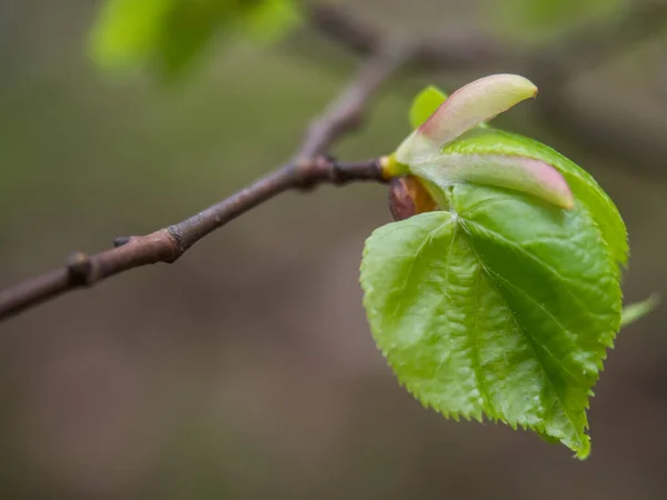 Beautiful Young Tilia Cordata Leaf Bursting Forth Spring Small Leaved — Stock Photo, Image