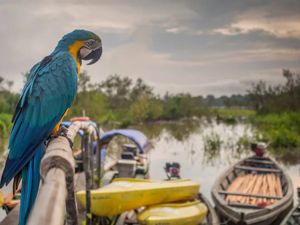 亚马逊丛林中木船背景上美丽的蓝黄色鹦鹉 金刚鹦鹉 — 图库照片