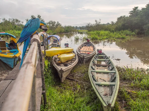 Wooden Boats Kayaks Amazon Jungle Parrot —  Fotos de Stock