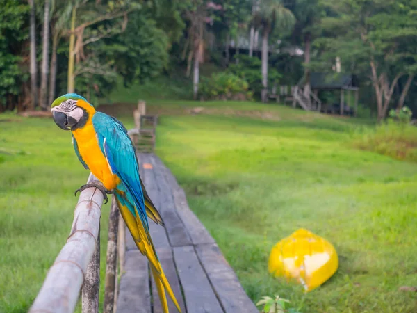 Beautiful Blue Yellow Parrot Macaw Amazon Jungle — Stock Photo, Image